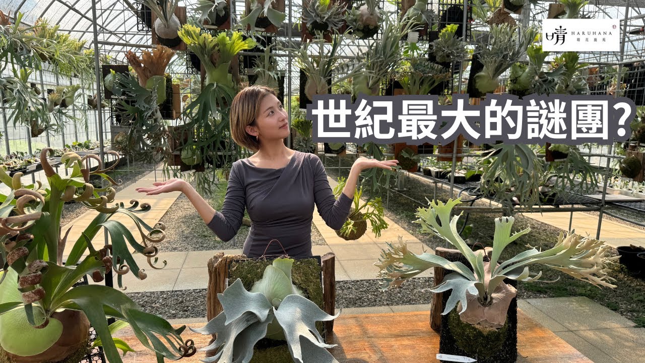 【晴花鹿苑-進階鹿角蕨篇】捲捲與緞帶的邂逅!討論馮詩淇Foongsiqi與FSQ有關係嗎?