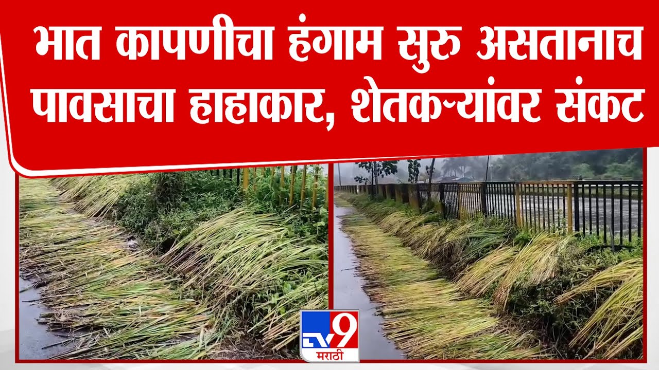 Chiplun Rain Alert | कोकणातील शेतकऱ्यांवर पुन्हा संकट, मुसळधार पावसामुळे भात शेतीला फटका
