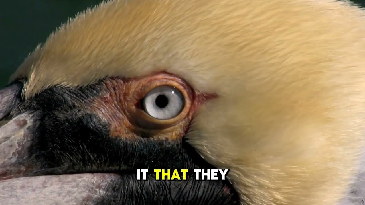 How Eagles See 8 Times Better Than Humans