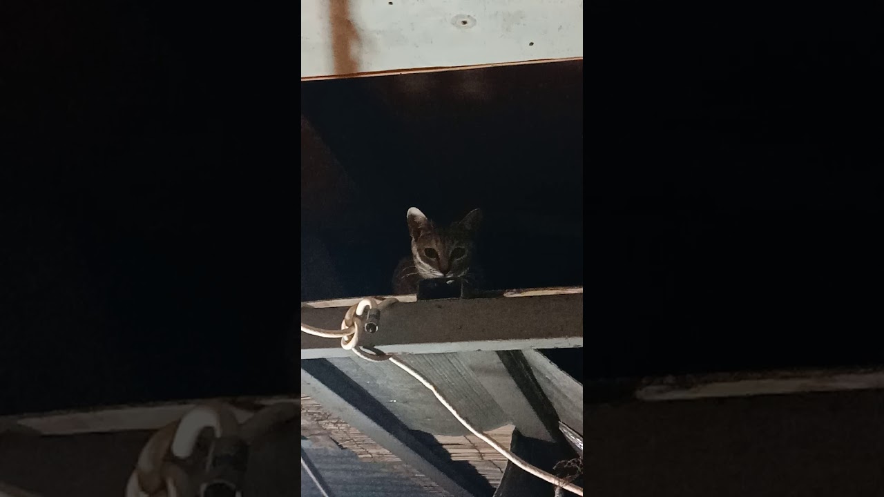 PUSA HULI SA CAMERA!!!