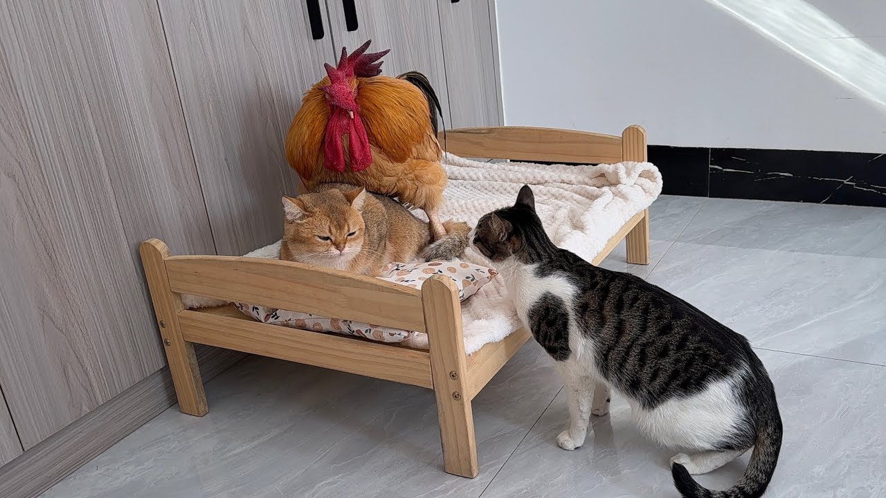 The rooster was scared away by the tabby cat! The rooster wanted to take over the cat's bed.