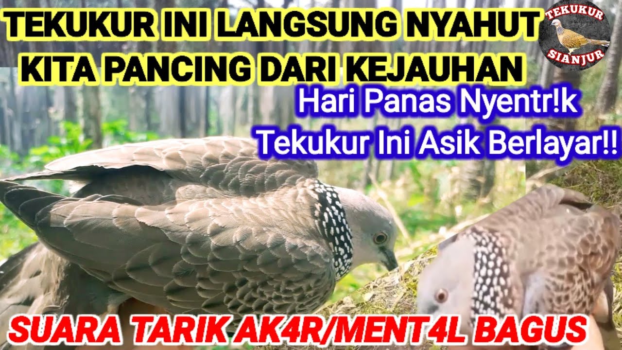 TEKUKUR INI LANGSUNG NYAHUT||KITA PANCING DARI KEJAUHAN‼️SUARA TARIK AK4R MENT4L BGS#@TekukurSianjur