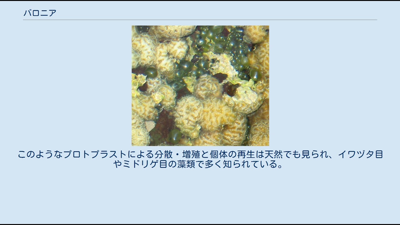 バロニア