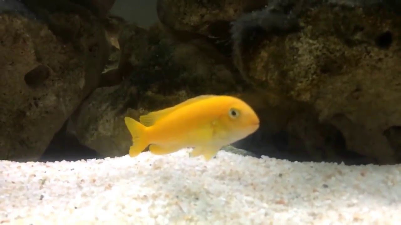 Slow Motion Pseudotropheus interruptus Chizumulu Wild / F0 / Raphael Mbunas