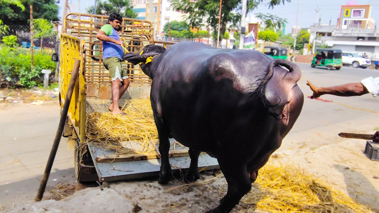 Buffalo Loading for Mini Truck Transport - 8th Month Pregnant Buffalo | Best Milking Buffalo Breed