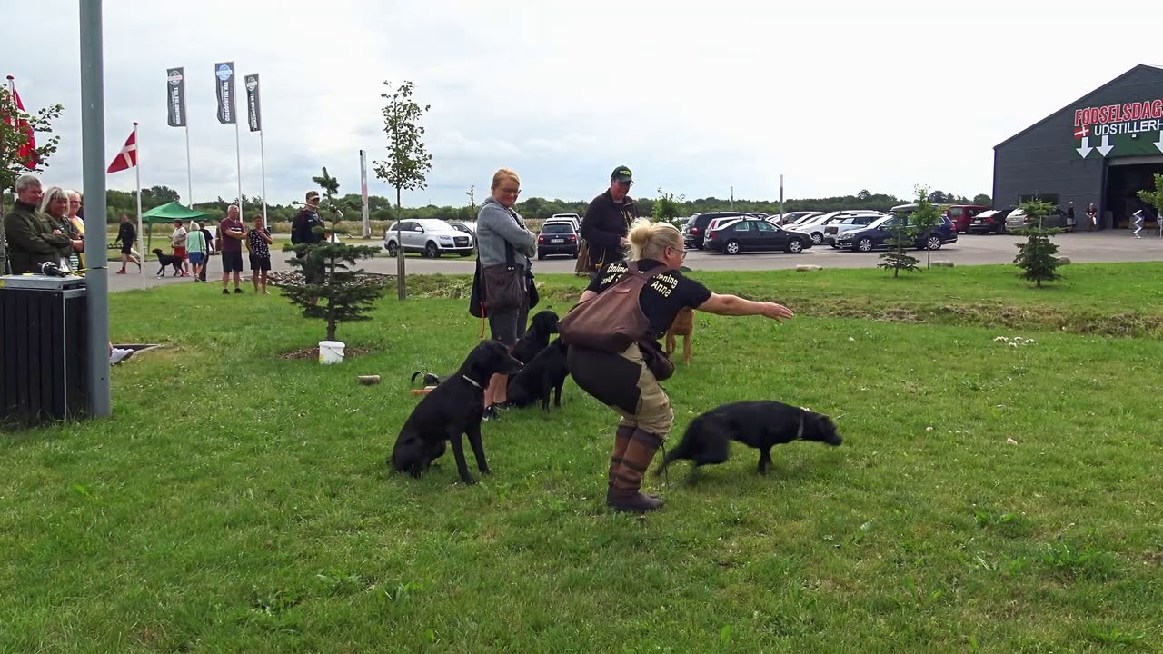 ONLINE HUNDETR&AElig;NING - positiv jagthundetr&aelig;ning. Opvisning med jagthunde