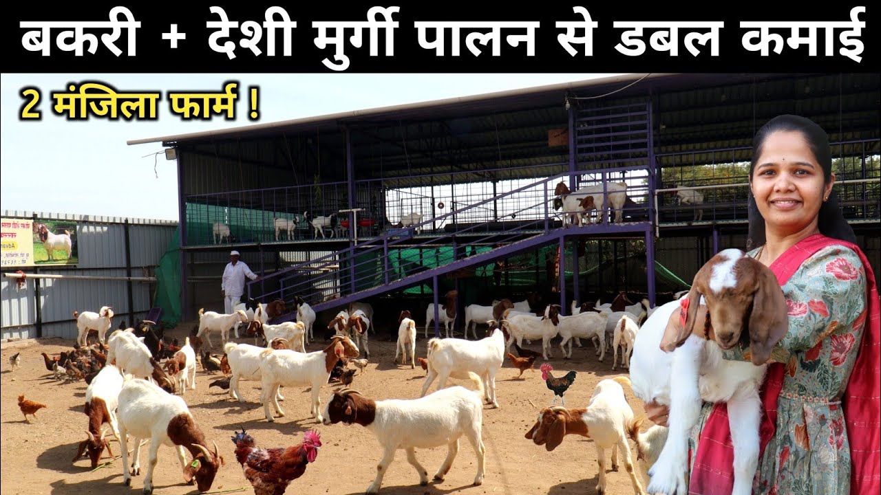 इन महिला का सफल बकरी और देशी मुर्गी पालन मॉडल | Goat Farming + Desi Poultry Farming
