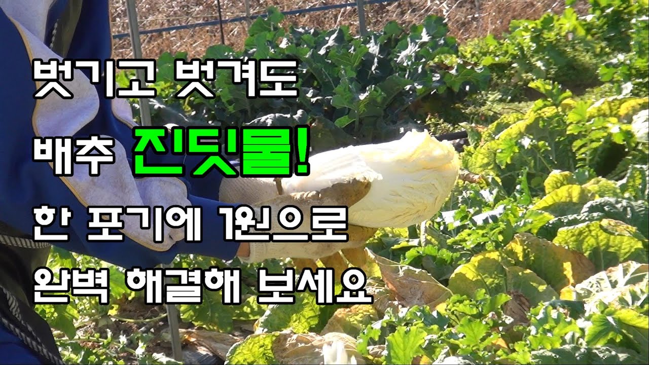 벗기고 벗겨도 배추 진딧물, 한 포기에 1원으로 완벽하게 예방해 보세요