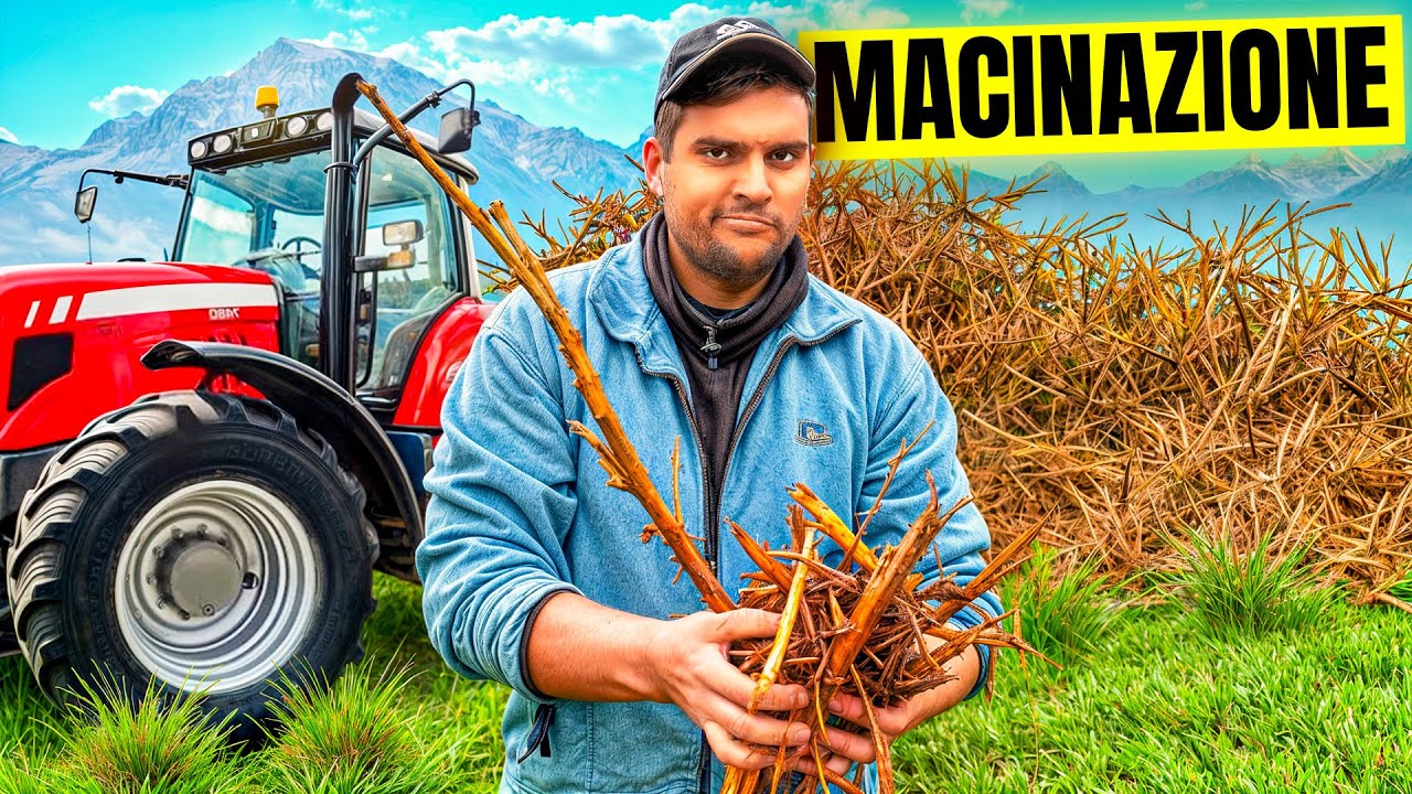 Polverizziamo un frutteto con la trincia forestale | MACINAZIONE PIANTE CON IL 7616 🚜