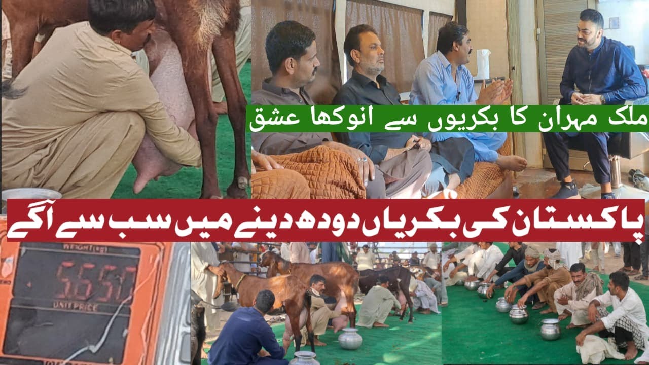 Pakistan Goat Milk Competition 2025| International Festival UAF |Malik Mehran |Mian Attique Official