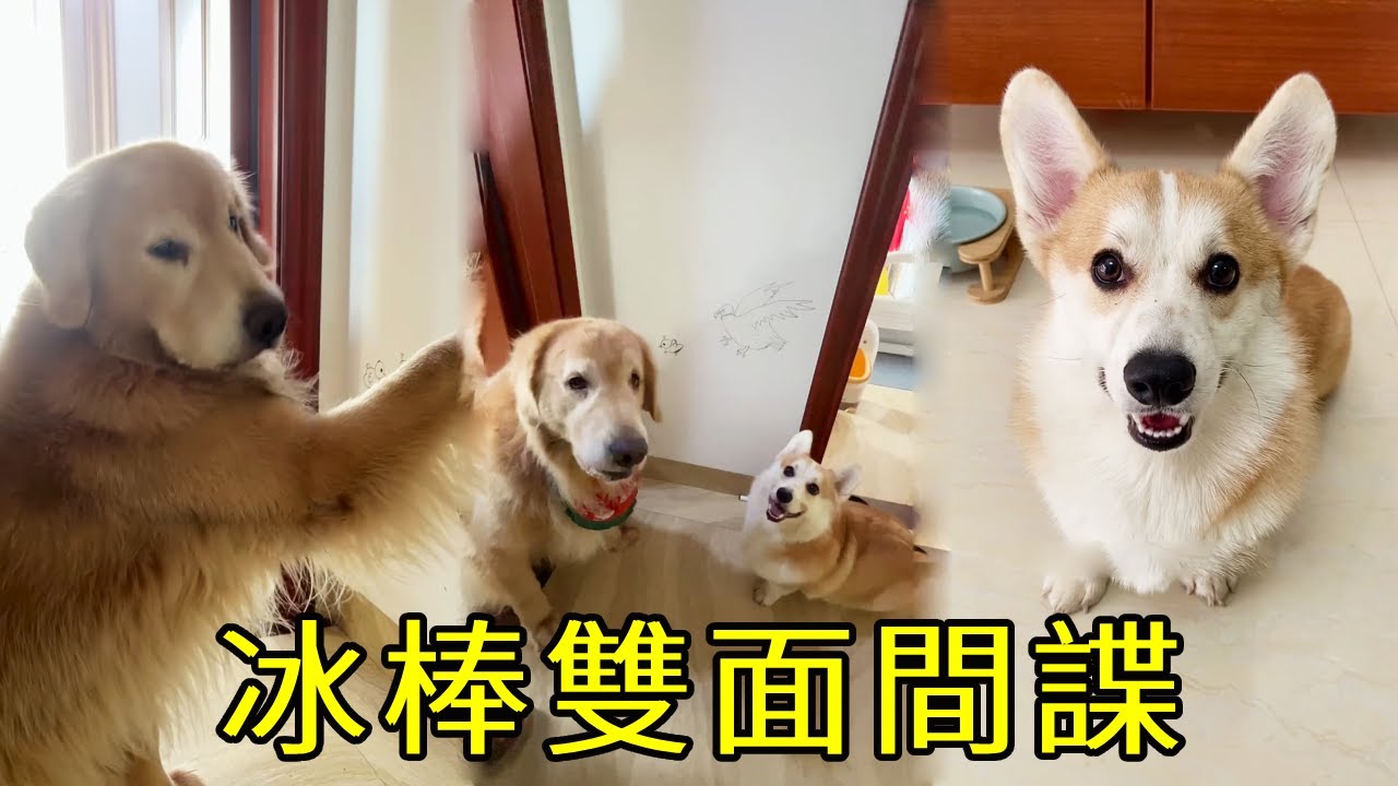 冰棒充當雙面間諜，四毛生氣離開毛粑出門尋找，這次真給冰棍爽到了！