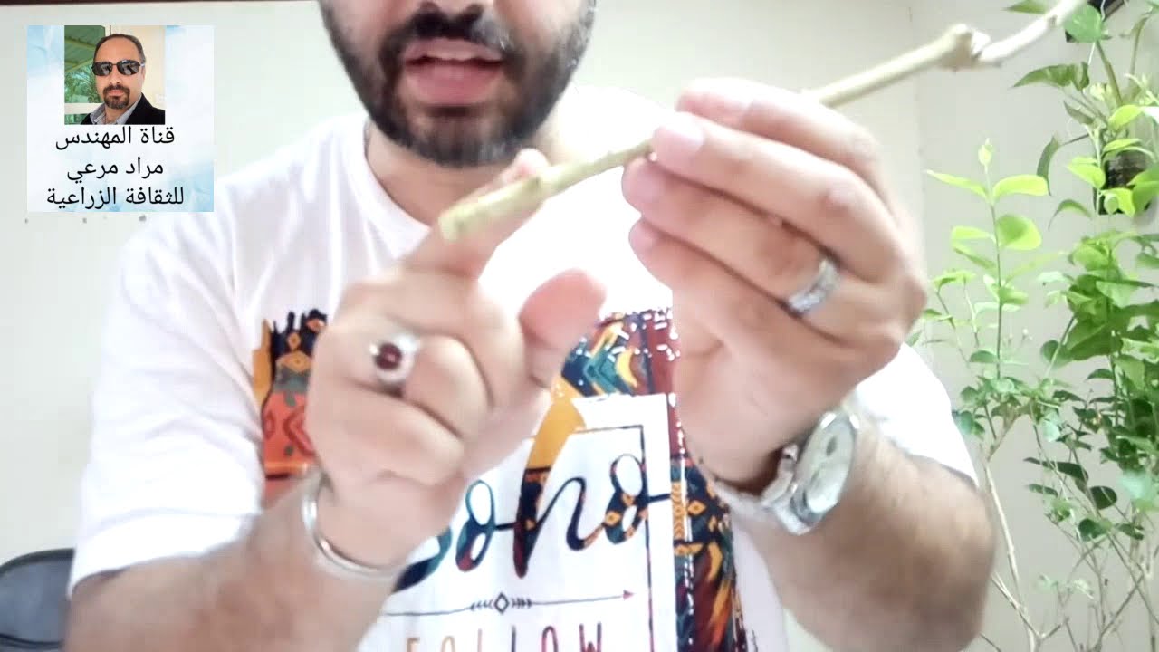 فل أو ياسمين العربى وافضل طريقة لزراعة والعناية له Jasminum sambac حلقة 36