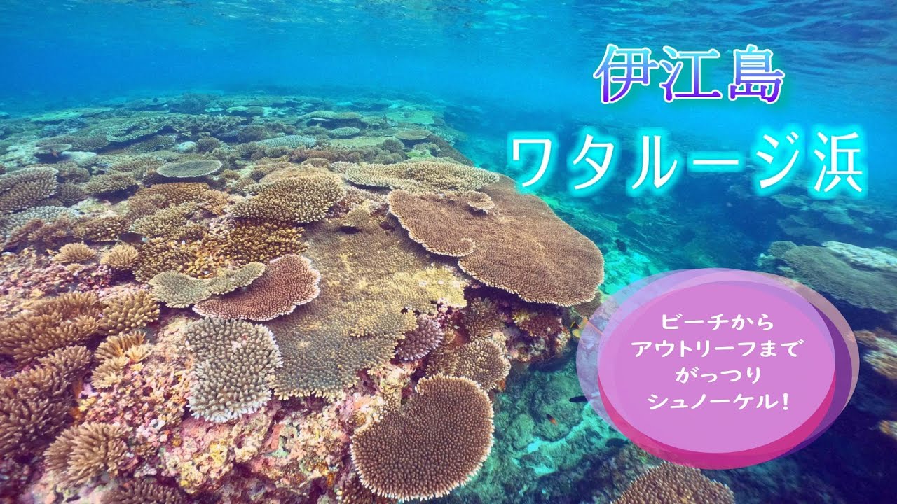 【ワタルージ浜】伊江島の穴場ビーチでシュノーケル！ビーチから深場までの珊瑚礁を探索！