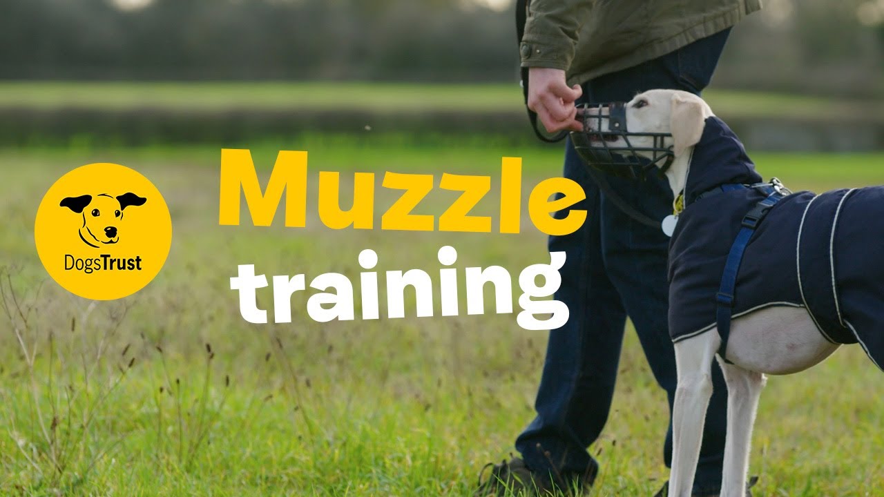 How to train your dog to wear a muzzle | Dogs Trust