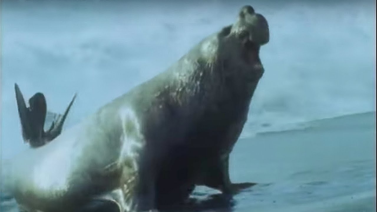 Elephant Seals | Life in the Freezer | BBC Earth