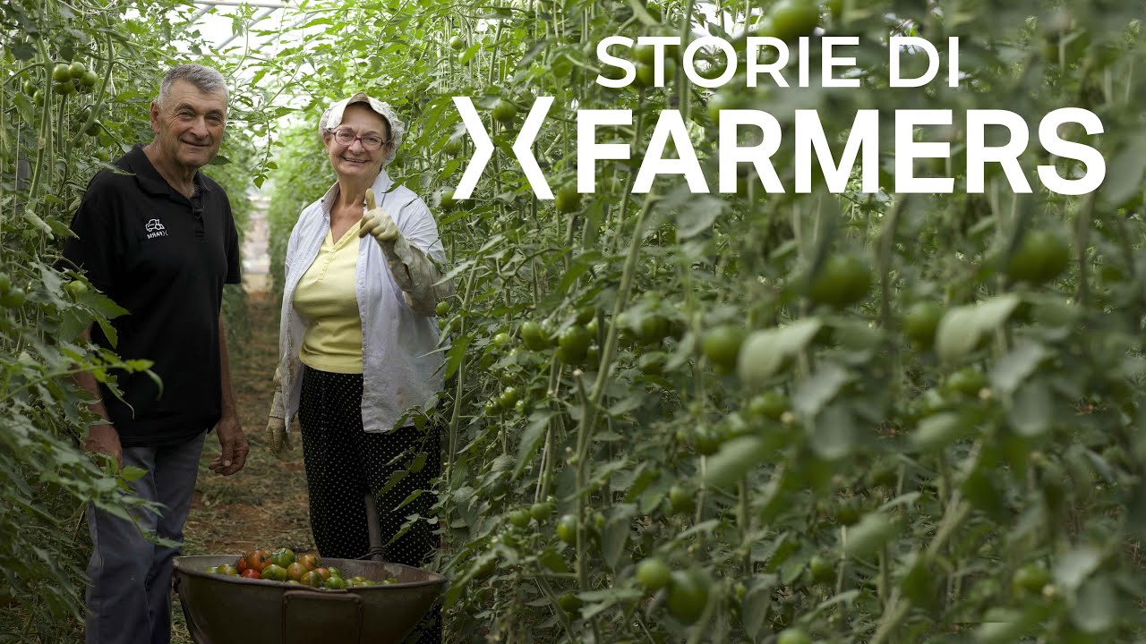 Coltivazione del pomodoro con xFarm - Az. Agr. Montenetto [Storie di xFarmers]