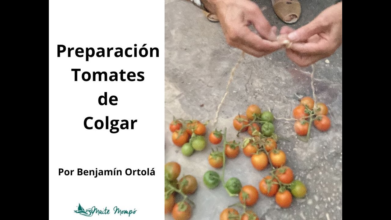 Cómo preparar los tomates de colgar
