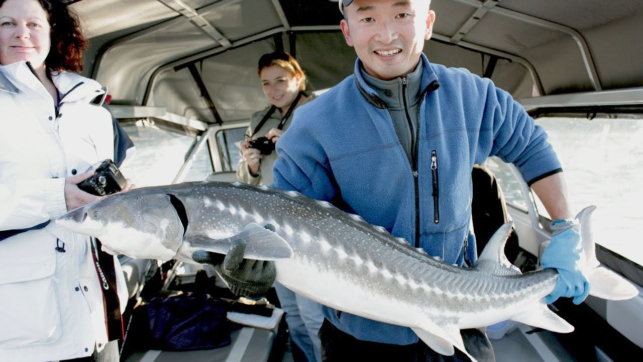 Fishing with Rod: Sturgeon and hot springs, part one