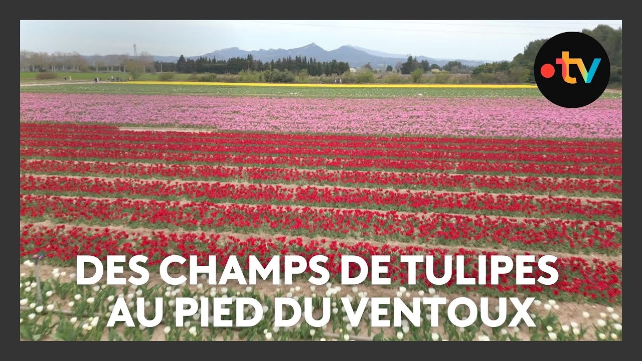 INSOLITE. Des champs de tulipes hollandaises dans le Vaucluse