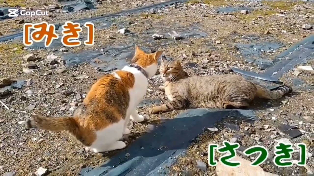 どげんしたらよかっちゃろね〜🤔…🌟2963