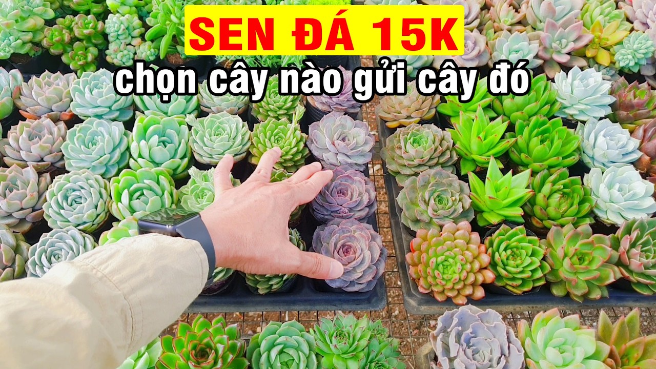 Sen Đá Size Bầu Đẹp Khỏe | Chọn Cây Theo Video, Ship Tận Tay