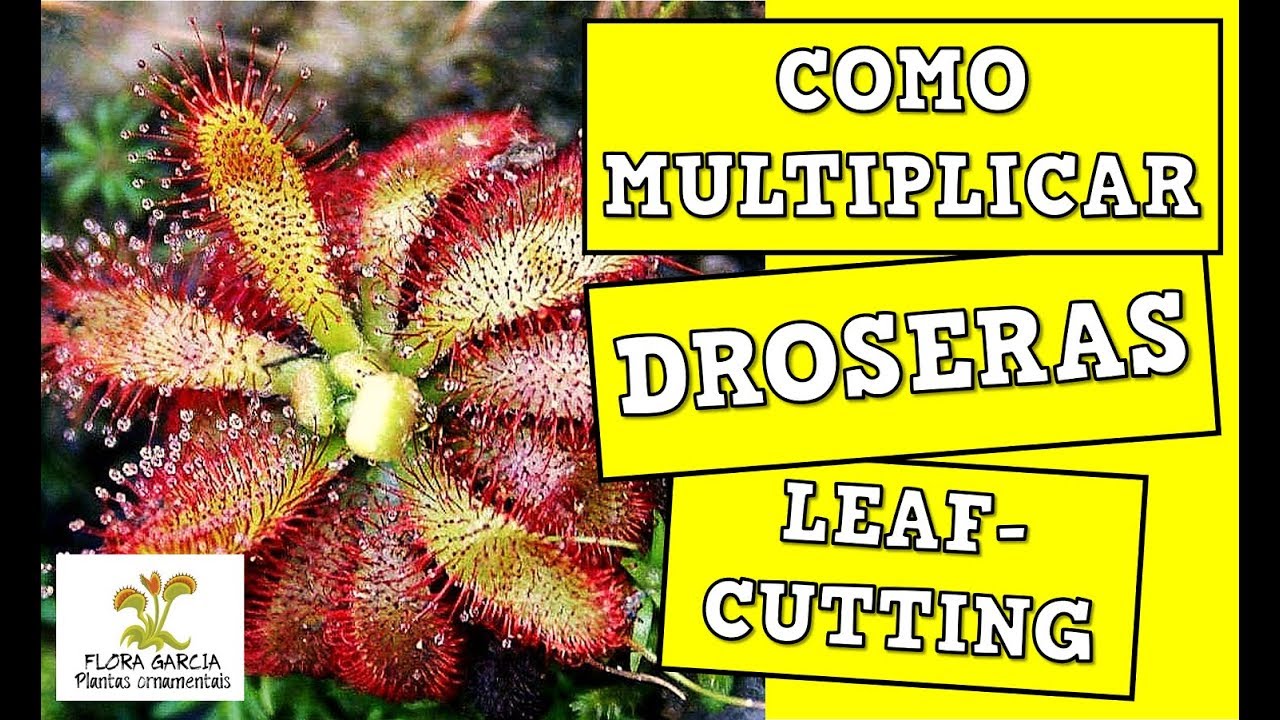 COMO MULTIPLICAR E FAZER MUDAS DE DROSERAS POR FOLHAS (LEAF-CUTTING)!