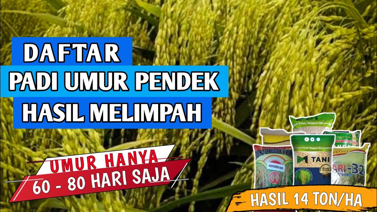 DAFTAR PADI UMUR PENDEK HASIL MELIMPAH