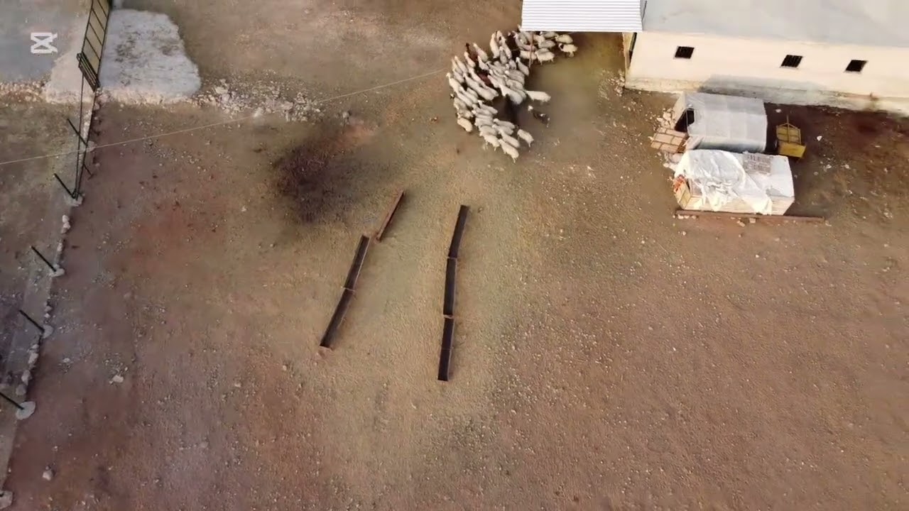 Koyun Aşkını uçlarda yaşamak # Küçük Aile çiftliği #