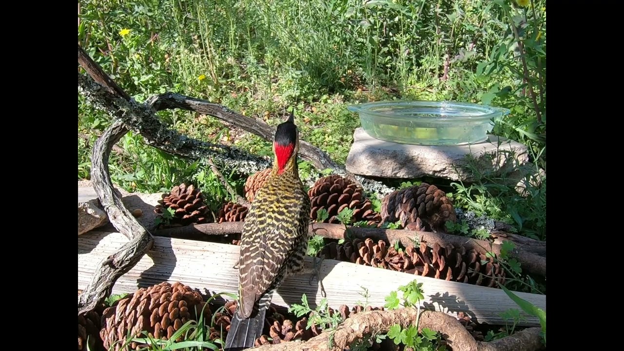 ВЕСЕЛЫЕ ДЯТЛЫ и СМЕШНЫЕ ПОПУГАИ КОШКА ВИДЕО 