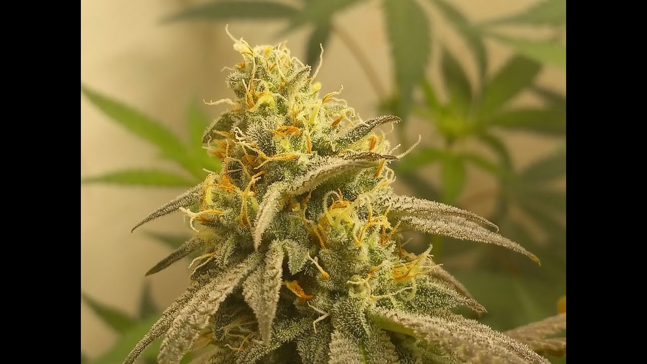 Week 3 to 5 Flower Cannabis grow Update 2024