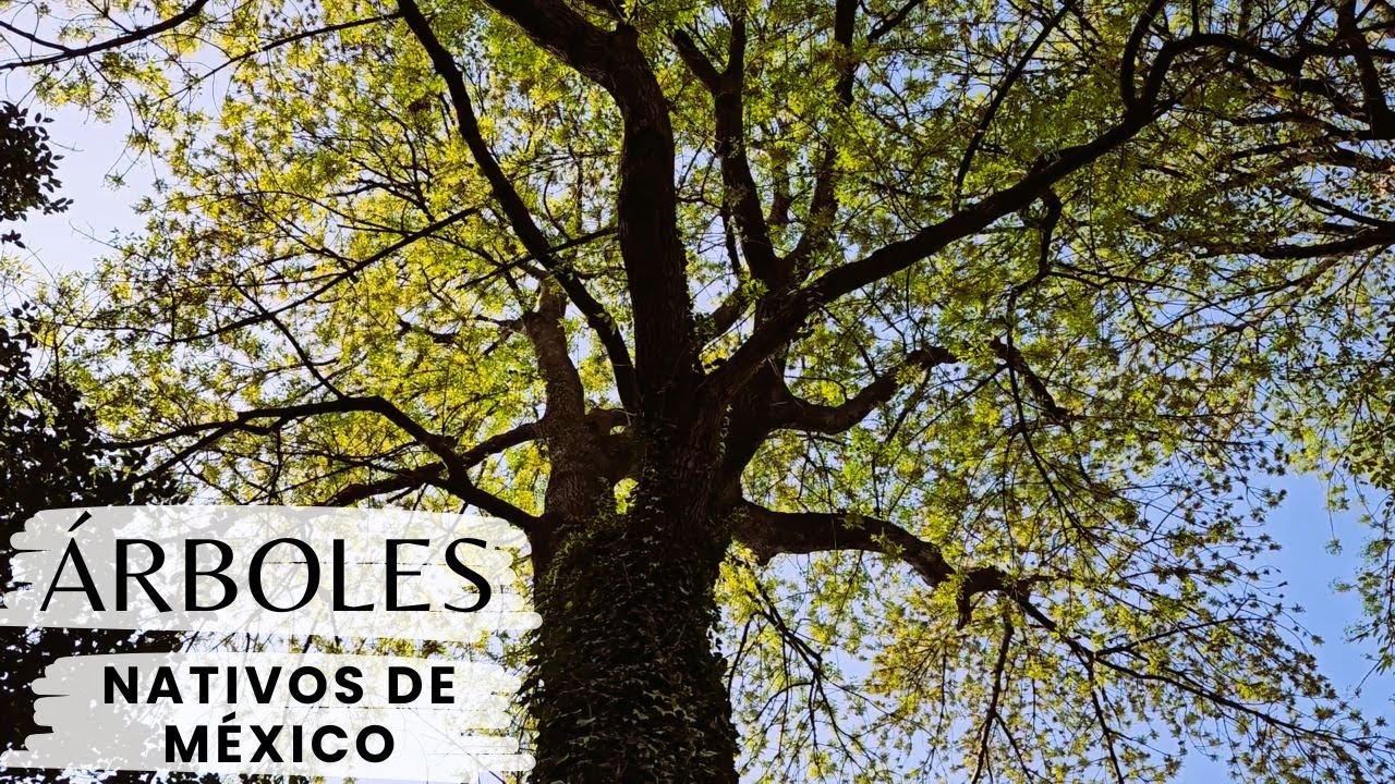 Árboles Nativos de México  | ARBORETUM UNAM