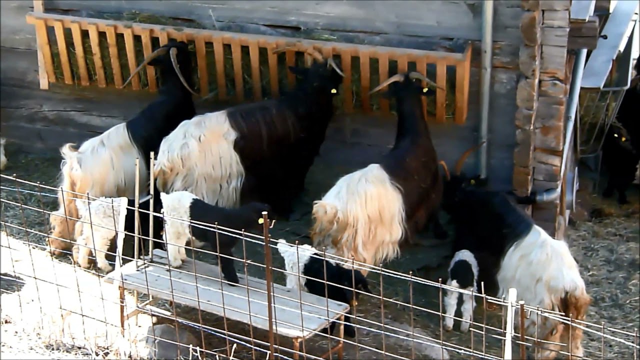 Valais Black-Necked Goats