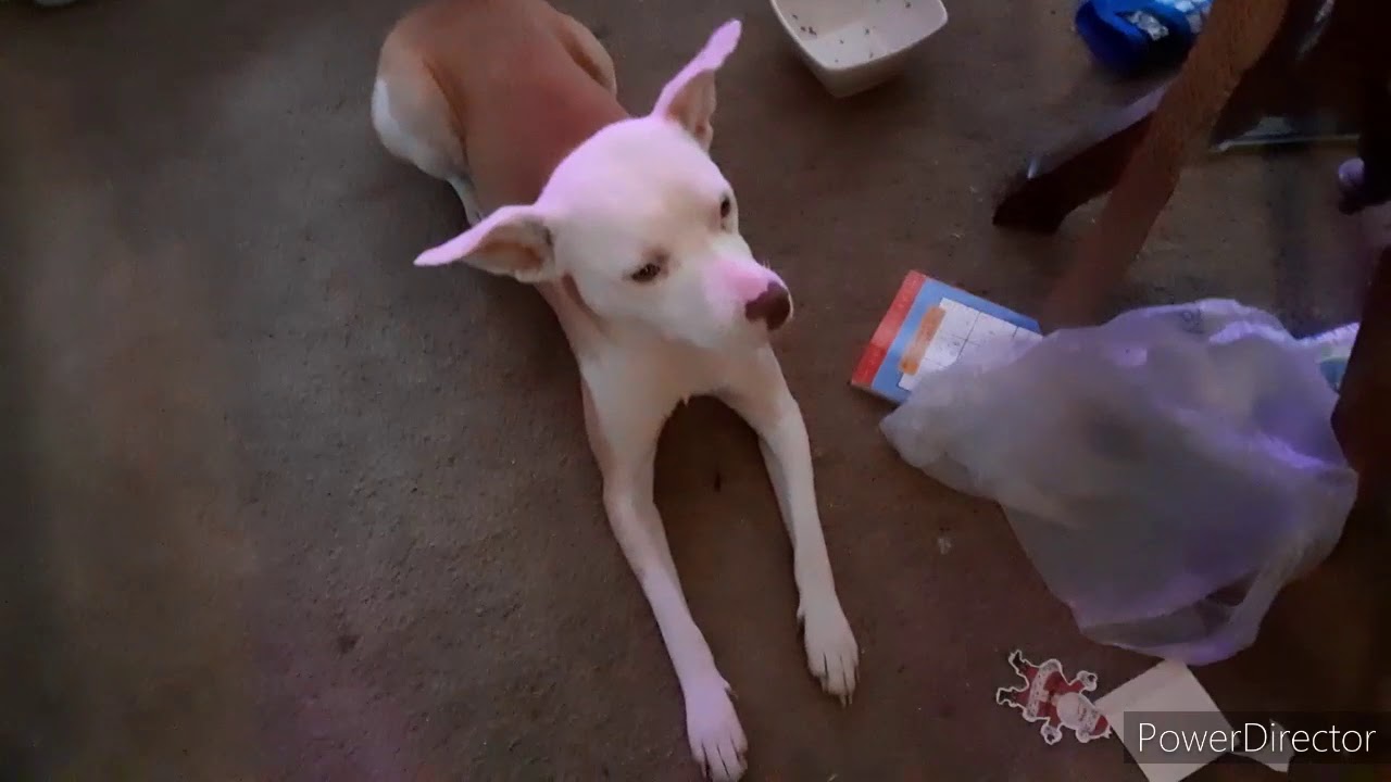 Jelly Journeys - Mulberry Jelly