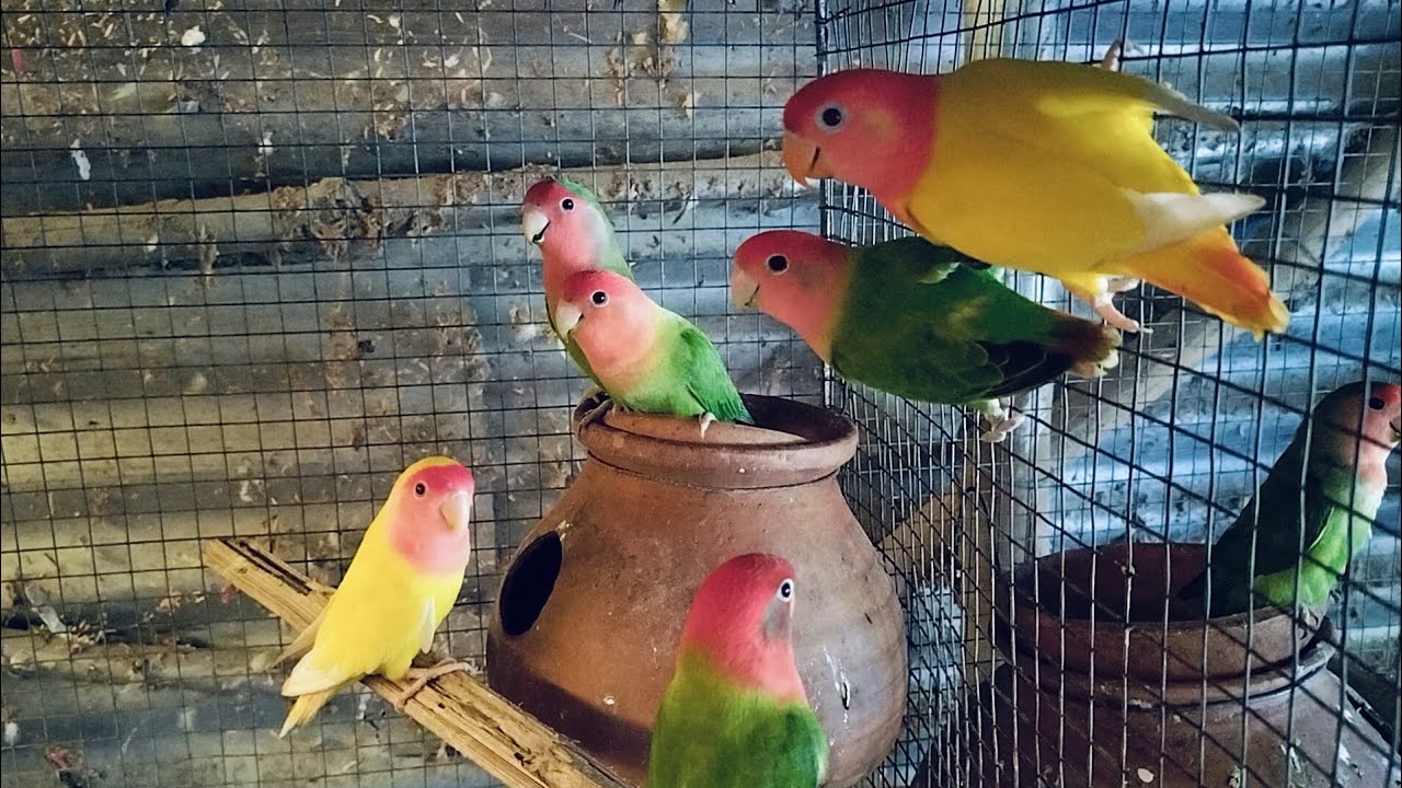 birds #lovebirds #upload YouTube video