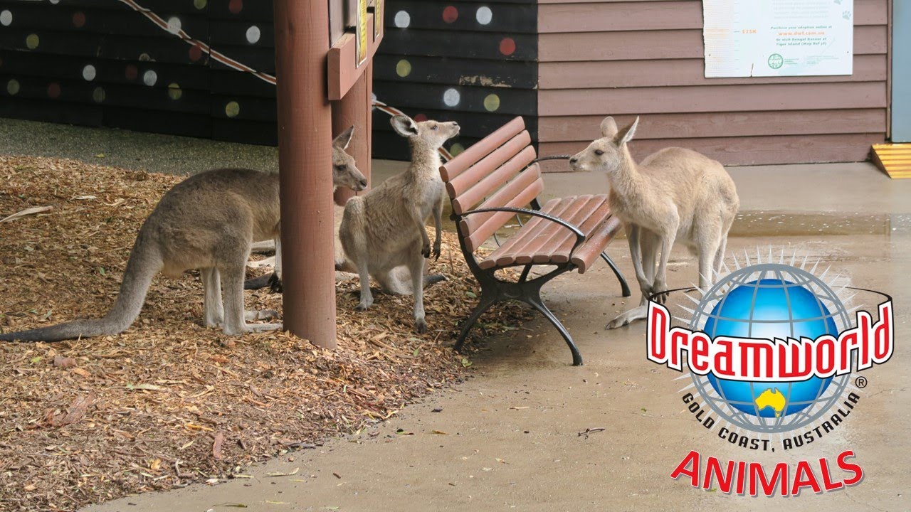 Animals of Dreamworld, Zoo Area + Animal Encounters | Non-Copyright