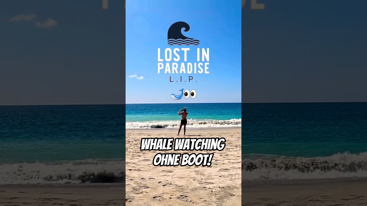 Buckelwal vom Strand aus beobachtet!🐋👀