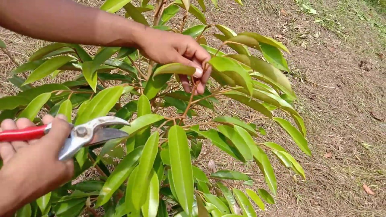 วิธี เลือกยอดทุเรียน มาเสียบยอด