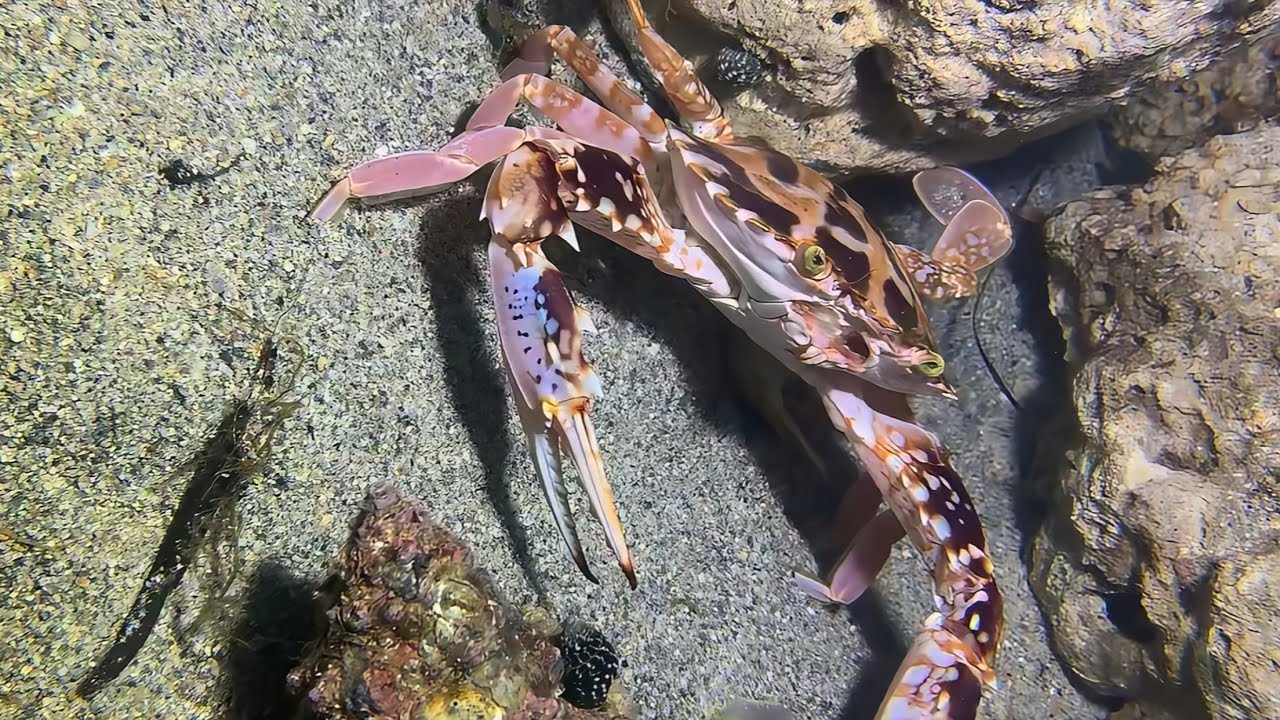 Diving to catch seafood, are there any creatures you like?--0105-01 