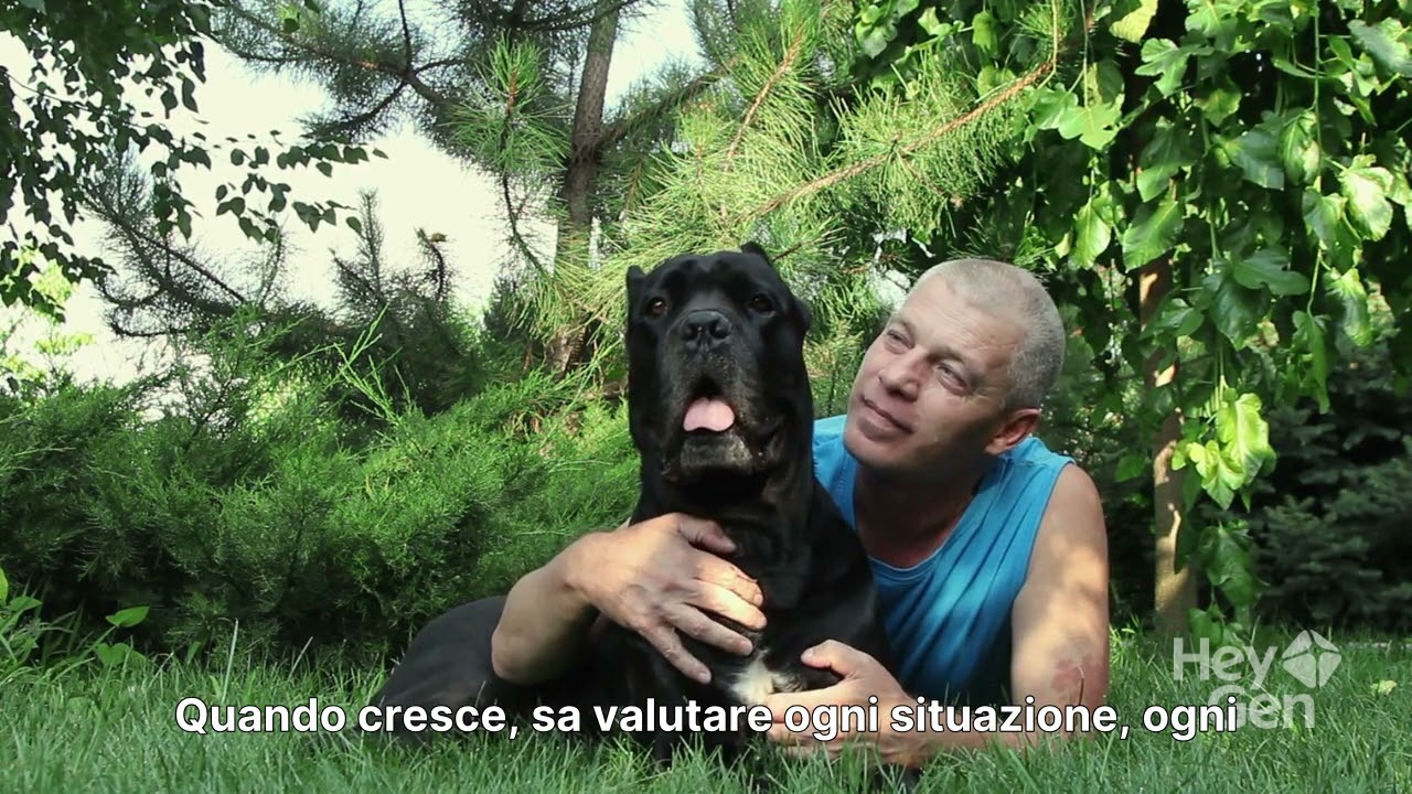 Quello che non sai del cane corso  #canecorso #cani #animali 