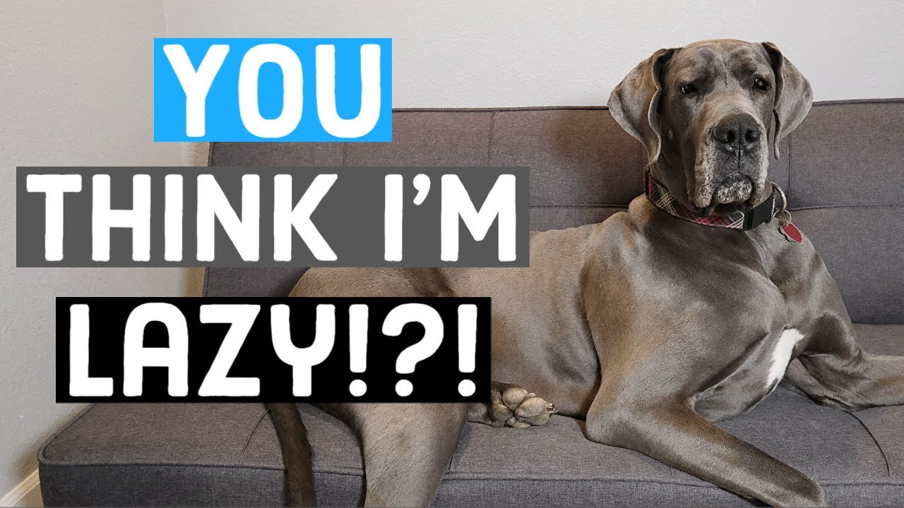 Just HOW lazy are Great Danes? What to expect as an owner | Great Dane Care