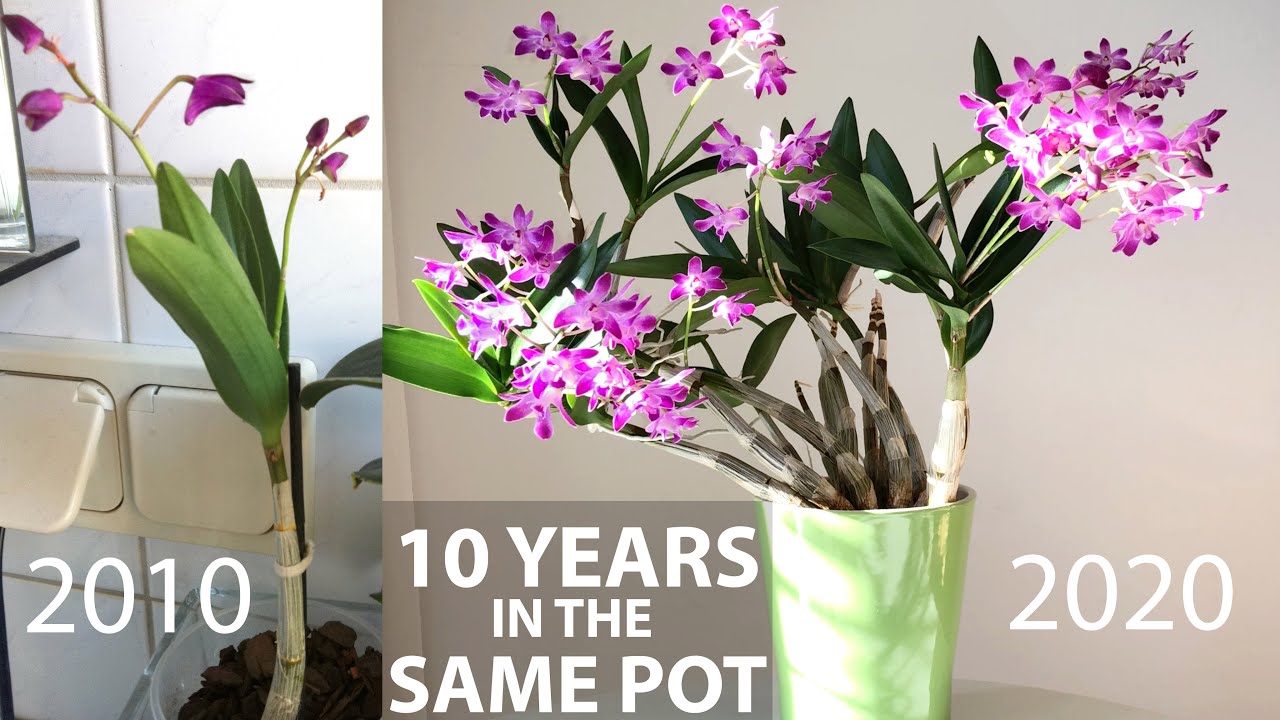 Пересадка дендробиума ягодного после 10 лет в одном горшке и в одном субстрате + обновление | Пер...