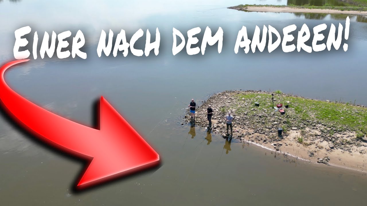 So fängst Du JETZT deine Zander. Angeln an der Elbe.