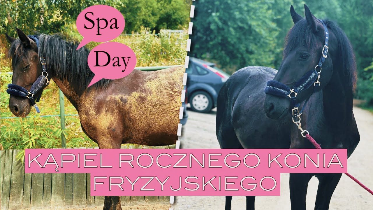 SPA ROCZNEGO KONIA FRYZYJSKIEGO || VLOG 27
