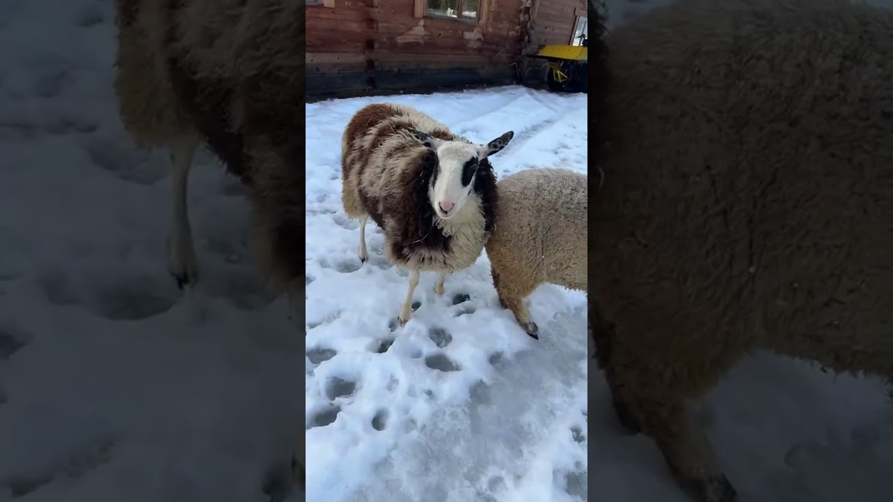 We are snowed in for 4 months - off grid animal chores