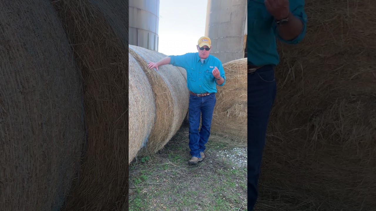 Dr. Randy Smith talks about Bermudagrass