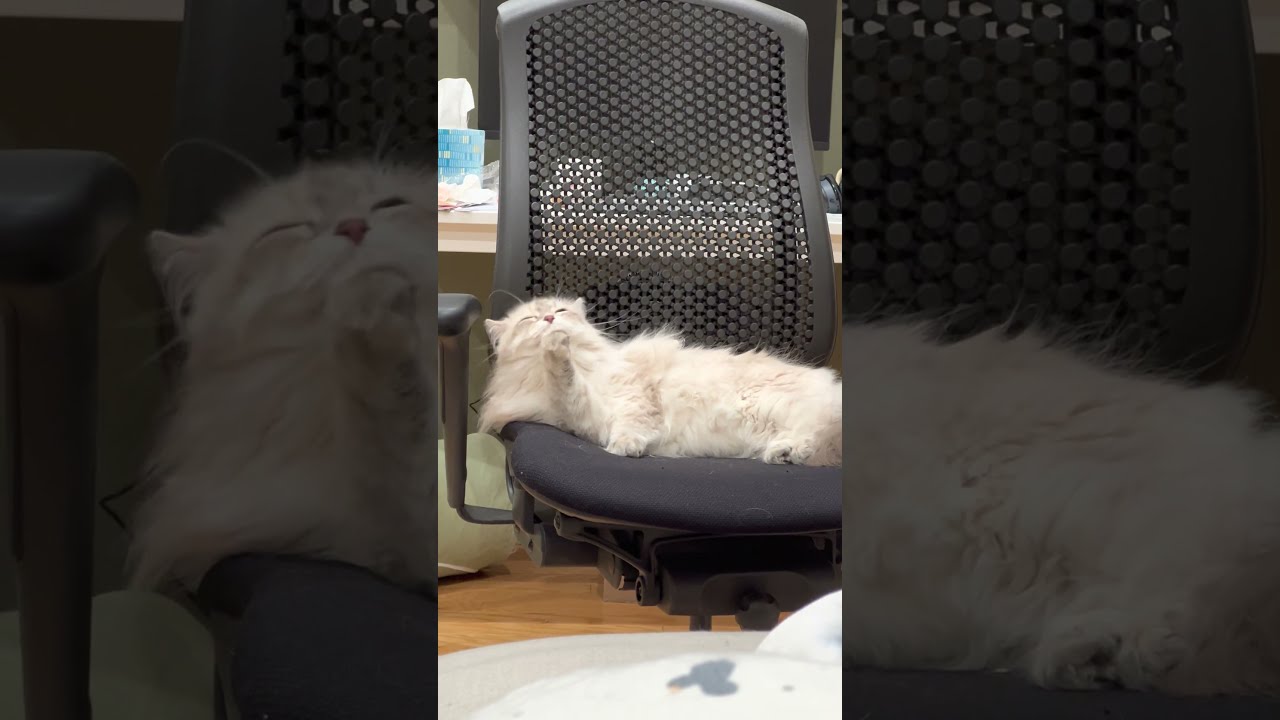 Cat Steals $1000 Chair 