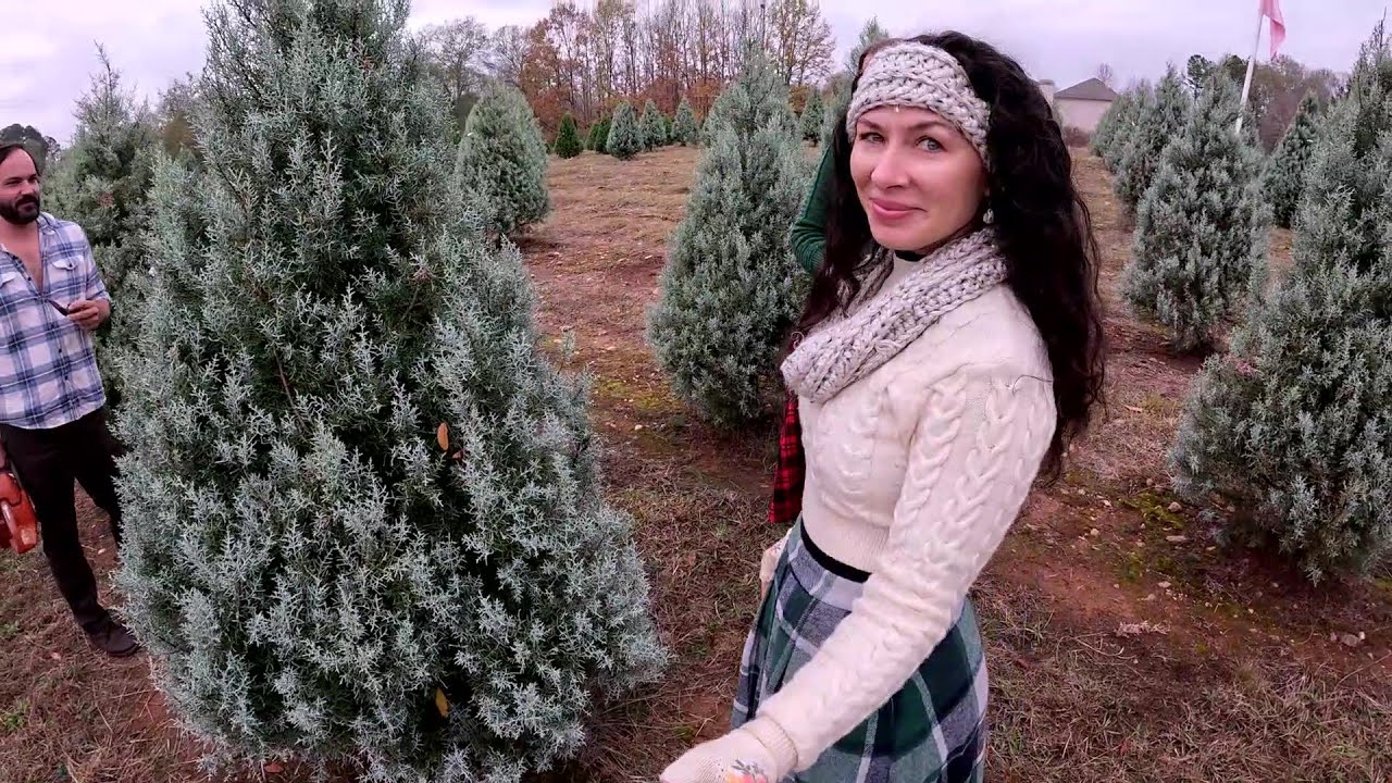 Семейный вечер/Выбор рождественской елки