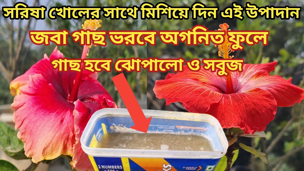 সরিষা খোলের সাথে মিশিয়ে দিন এই উপাদান / জবা গাছ ভরবে অগনিত ফুলে / গাছ হবে ঝোপালো ও সবুজ