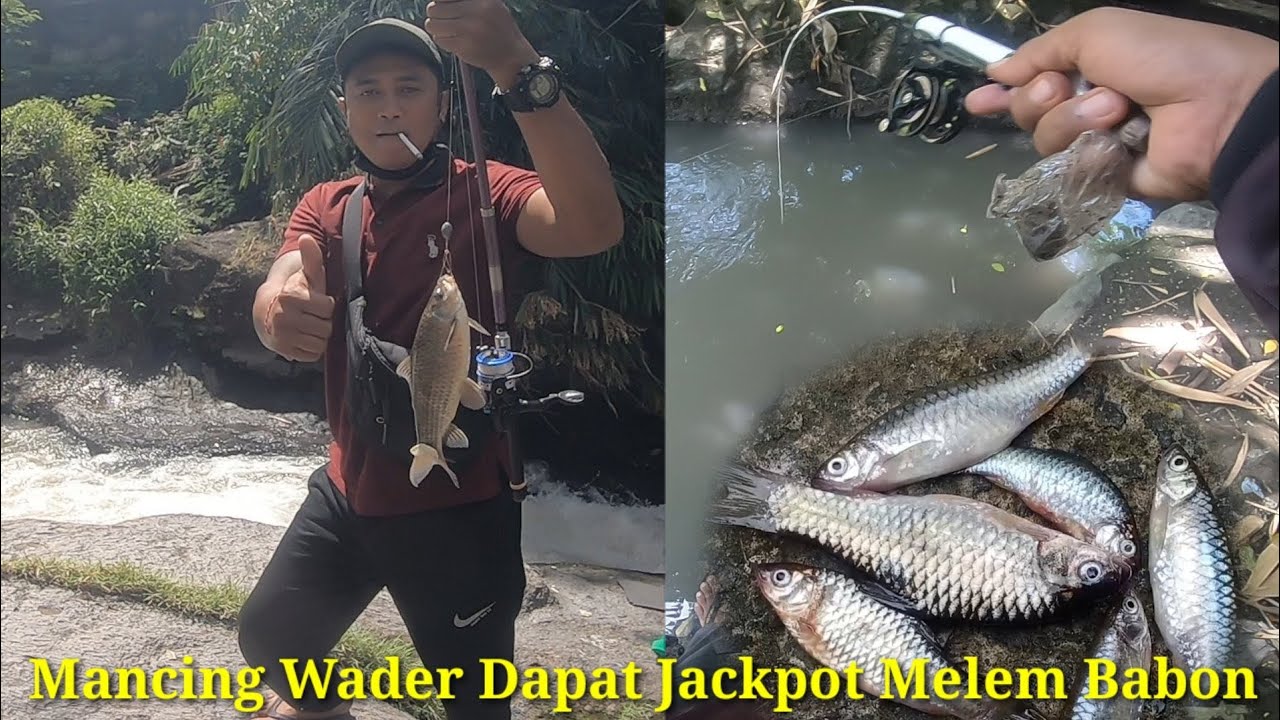 JORAN BERGETAR HEBAT‼️MANCING WADER DI SUNGAI ARUS DERAS DAPAT JACKPOT IKAN MELEM BABON‼️