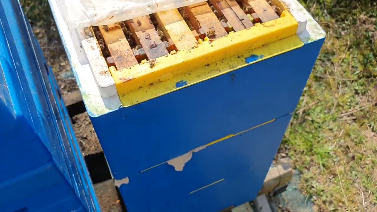 Cum fortez SUPRAPUSII sa ponteze inca un cat de puiet? 27 Martie 2022